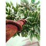 Planta Artificial Árvore Ficus Variegata 1,60 Metros de Altura - 3