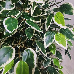 Planta Artificial Árvore Ficus Variegata 1,60 Metros de Altura - 4