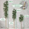 Kit 2 Bambu Artificial 2 Metros sem Vaso Decoração - 4