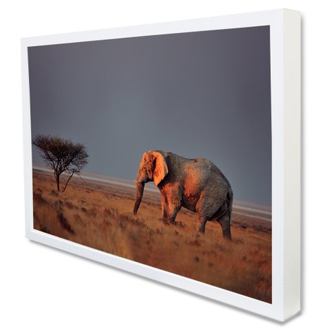 Quadro Decorativo Caixa Elefante na Savana Tacolado Moldura Caixa 3cm Branca sem Vidro 20 X 30cm