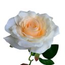 Ver imagem 1 de Kit 4 Rosas Artificiais Creme Realistas para Vasos e Centros de Mesa