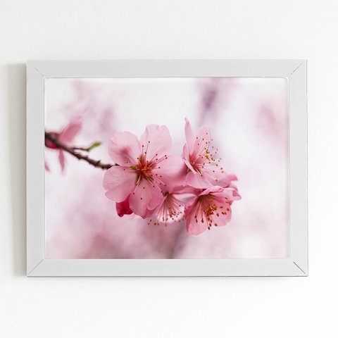 Quadro Flores Cerejeira Rosa Sakura Moldura Branca 60x40cm
