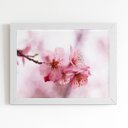 Ver imagem 1 de Quadro Flores Cerejeira Rosa Sakura Moldura Branca 60x40cm