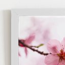 Ver imagem 2 de Quadro Flores Cerejeira Rosa Sakura Moldura Branca 60x40cm