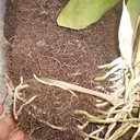 Ver imagem 4 de Placa Fibra De Coco Coquim Para Trepadeiras 60 Cm