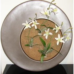 Placa de Fibra Coco Coquim 40x80x1,5cm Orquideas e Bromelha - 3