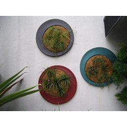 Placa de Fibra Coco Coquim 40x80x1,5cm Orquideas e Bromelha - 2