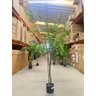 Planta Artificial Sino Japonês Árvore Grande para Decoração 1.90m - 8