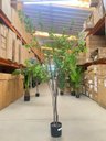 Ver mais imagens de Planta Artificial Sino Japonês Árvore Grande para Decoração 1.90m