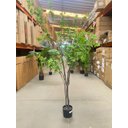 Ver imagem 2 de Planta Artificial Sino Japonês Árvore Grande para Decoração 1.90m