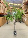 Ver imagem 2 de Planta Artificial Sino Japonês Árvore Grande para Decoração 1.90m