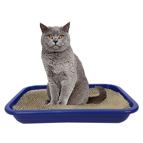Kit toca para gatos caixa de transporte N2 colchonete + Bride - Azul - 5