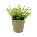 Ver imagem 1 de Mini Vaso Papel Sedum Suculenta Verde