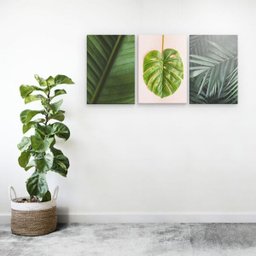 Conjunto Quadros Decorativos Folha Costela de adão 28x40cm - 2