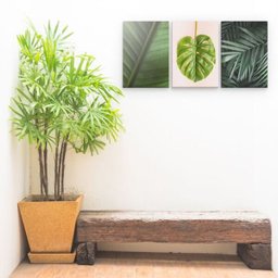 Conjunto Quadros Decorativos Folha Costela de adão 28x40cm - 1