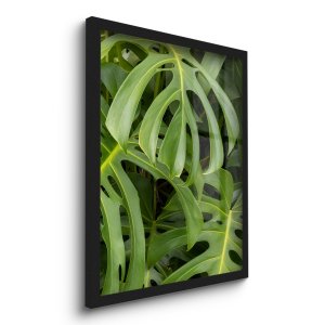 Quadro Decorativo Costelas de Adão Plantas 45x33 C/vidro
