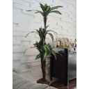 Ver imagem 1 de Planta Artificial Árvore Dracena Variegata 1,70 metros de altura