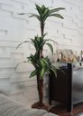 Ver imagem 1 de Planta Artificial Árvore Dracena Variegata 1,70 metros de altura