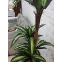 Ver imagem 2 de Planta Artificial Árvore Dracena Variegata 1,70 metros de altura