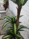 Ver imagem 2 de Planta Artificial Árvore Dracena Variegata 1,70 metros de altura