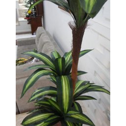 Planta Artificial Árvore Dracena Variegata 1,70 metros de altura - 2 Planta Artificial Árvore Dracena Variegata 1,70 metros de altura - 2