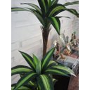 Ver imagem 3 de Planta Artificial Árvore Dracena Variegata 1,70 metros de altura