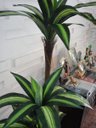 Ver imagem 3 de Planta Artificial Árvore Dracena Variegata 1,70 metros de altura