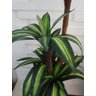 Planta Artificial Árvore Dracena Variegata 1,70 metros de altura - 4