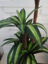 Ver imagem 4 de Planta Artificial Árvore Dracena Variegata 1,70 metros de altura