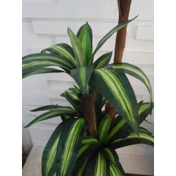 Planta Artificial Árvore Dracena Variegata 1,70 metros de altura - 4 Planta Artificial Árvore Dracena Variegata 1,70 metros de altura - 4