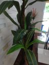 Ver imagem 4 de Planta Artificial Árvore Strelitzia 1,80 Mt de Altura
