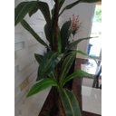 Ver imagem 4 de Planta Artificial Árvore Strelitzia 1,80 Mt de Altura