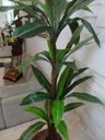 Ver imagem 2 de Planta Artificial Árvore Strelitzia 1,80 Mt de Altura