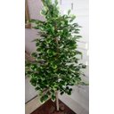 Ver imagem 1 de Planta Artificial Árvore Scheffera 1,60 Metros de Altura