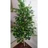Planta Artificial Árvore Scheffera 1,60 Metros de Altura - 1