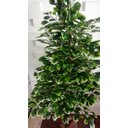 Ver imagem 3 de Planta Artificial Árvore Scheffera 1,60 Metros de Altura