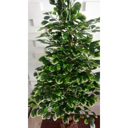Planta Artificial Árvore Scheffera 1,60 Metros de Altura - 3