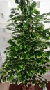 Ver imagem 3 de Planta Artificial Árvore Scheffera 1,60 Metros de Altura