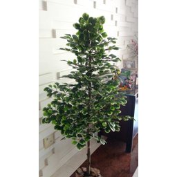 Planta Artificial Árvore Scheffera 1,60 Metros de Altura - 4