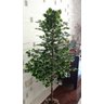 Planta Artificial Árvore Scheffera 1,60 Metros de Altura - 4
