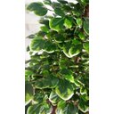 Ver imagem 2 de Planta Artificial Árvore Scheffera 1,60 Metros de Altura