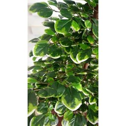 Planta Artificial Árvore Scheffera 1,60 Metros de Altura - 2