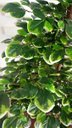 Ver imagem 2 de Planta Artificial Árvore Scheffera 1,60 Metros de Altura