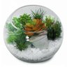 Terrário no Vidro Redondo com Suculentas Cactos Permanentes - 3