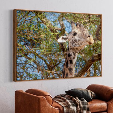 Quadro Decorativo Girafa em Moldura Caixa Tacolado Moldura Trad 1cm Madeira Escura com Vidro 20 X 30