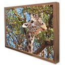 Ver imagem 4 de Quadro Decorativo Girafa em Moldura Caixa Tacolado Moldura Trad 1cm Madeira Escura com Vidro 20 X 30