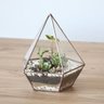 Terrário Pirâmide Base Quadrada M - 4