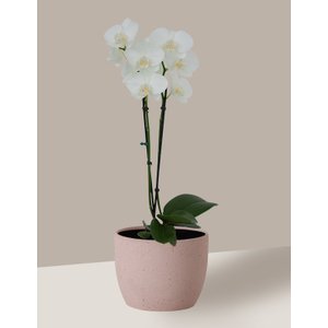 Vaso Cachepô de Cerâmica para Plantas Camurça P