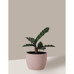 Vaso Cachepô de Cerâmica para Plantas Camurça P - 4