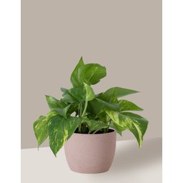 Vaso Cachepô de Cerâmica para Plantas Camurça P - 3